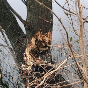 Beaver Damage on Trees