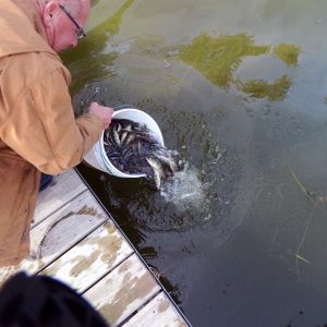 Restocking Fish – Camp and Center Lakes