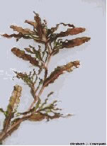 Curly Leaf Pond Weed