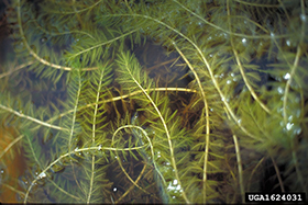 Eurasian Milfoil