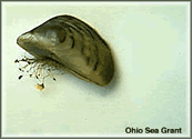 Zebra Mussels