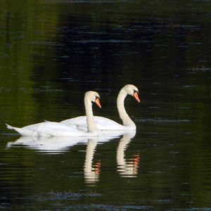 Swan on Shore - Camp and Center Lakes