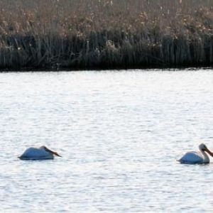 Pelicans on Camp and Center Lakes