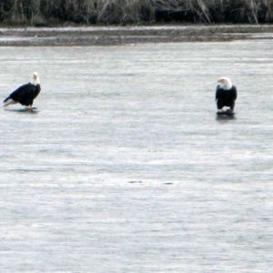Bald Eagles on Camp and Center Lakes