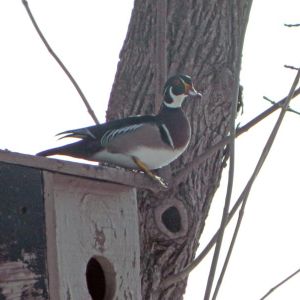 Wood Duck Nesting – Camp and Center Lakes