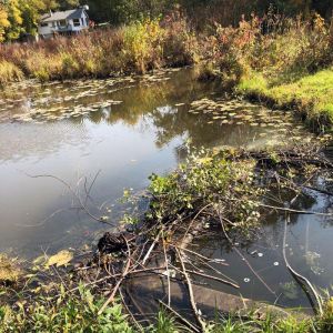 Beaver Damage – Cuttings at Spillway 