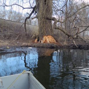 Beaver Damage on Trees