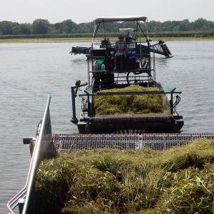 CCLRD Weed Harvesting and Removal