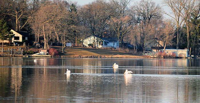 Pelicans on Camp and Center Lakes